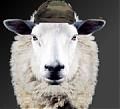 SheepFreak